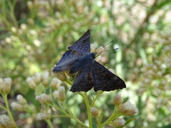 Lasaia sessilis