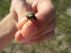 Chlaenius tomentosus