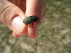 Chlaenius tomentosus