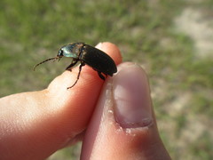 Chlaenius tomentosus