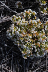 Erica subdivaricata