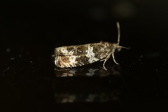 Olethreutes valdanum