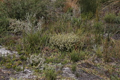 Erica subdivaricata