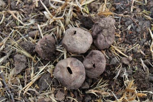 Disciseda Disciseda hyalothrix · iNaturalist