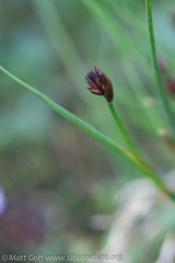 Juncus castaneus