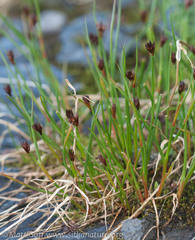 Juncus castaneus