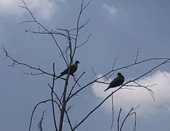 Patagioenas