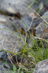 Carex micropoda