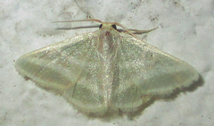 Mixocera frustratoria