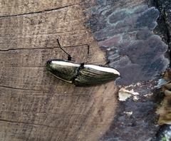 Chalcolepidius lafargi