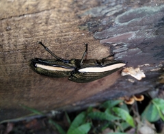 Chalcolepidius lafargi