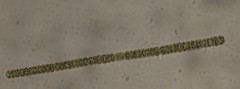 Desmidium