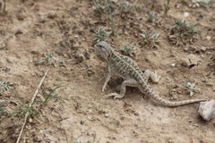 Phrynocephalus vlangalii