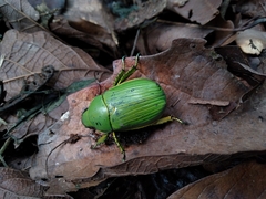 Chrysina psittacina