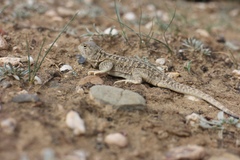 Phrynocephalus vlangalii