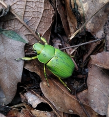 Chrysina psittacina
