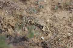 Phrynocephalus vlangalii