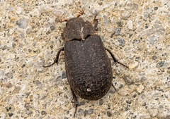 Trox unistriatus
