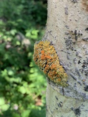 Xanthomendoza montana