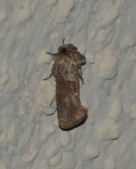 Acrolophus piger