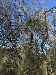 Allocasuarina distyla