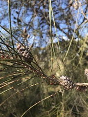Allocasuarina distyla