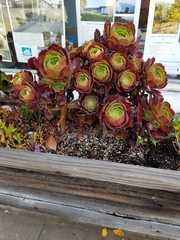 Aeonium
