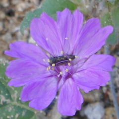 Acmaeodera parkeri