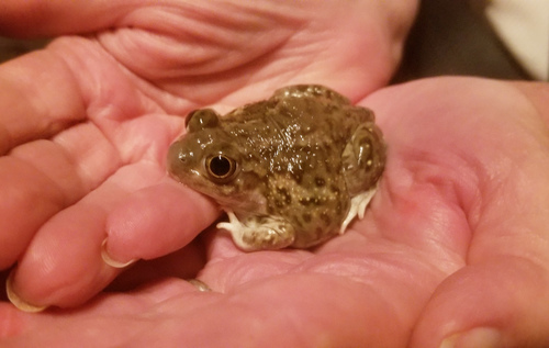 Plains Spadefoot (Spea bombifrons), a species recorded in Nebraska
