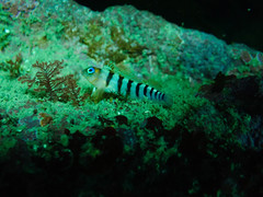 Notoclinops segmentatus
