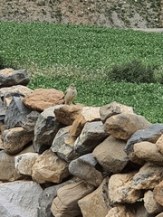 Leucosticte nemoricola