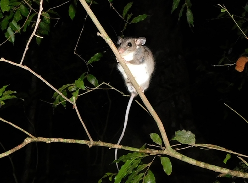 Big-eared Climbing Rat