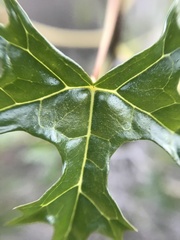 Vasconcellea chilensis