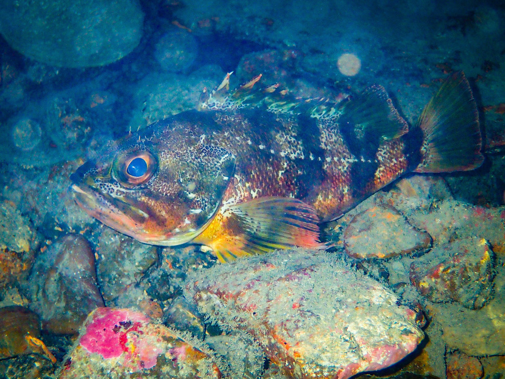 Coral cod (Helicolenus percoides) — Sebastidae