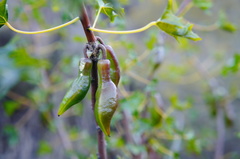 Vasconcellea chilensis