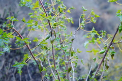 Vasconcellea chilensis