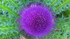 Cirsium drummondii