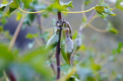 Vasconcellea chilensis