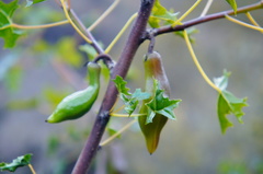 Vasconcellea chilensis