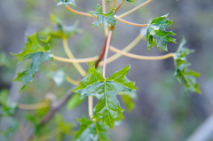 Vasconcellea chilensis