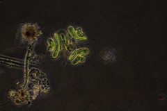 Dimorphococcus lunatus