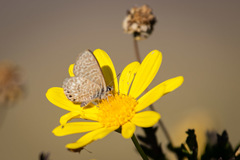 Leptotes trigemmatus
