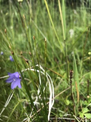 Trichophorum pumilum