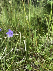 Trichophorum pumilum