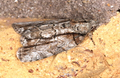 Etanna clopaea