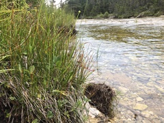 Trichophorum pumilum