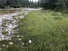 Trichophorum pumilum