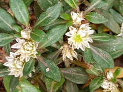 Alternanthera paronychioides