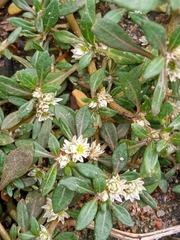 Alternanthera paronychioides