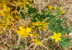 Hypericum perforatum